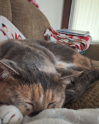 Cute Calico cat named Rosie!!
