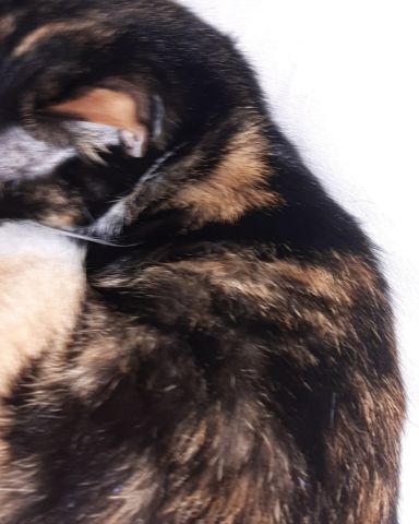Cute Calico named pudding