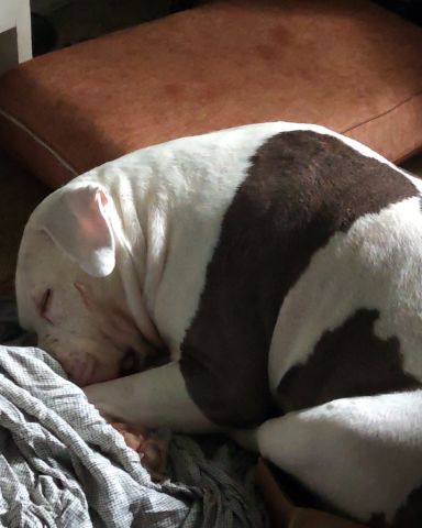 Cute Pitbull named Kira