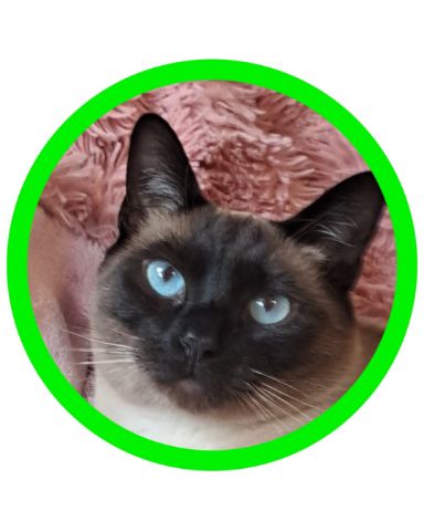 Cute Siamese named Luna🌙💫 (twin of Stella)