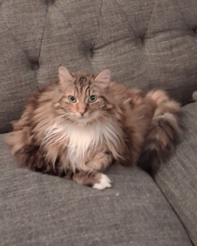 Cute cat named captin fluffy nuts