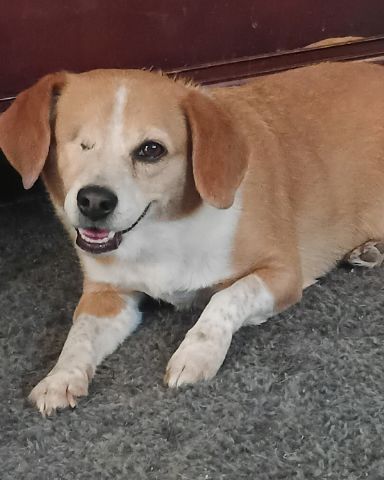 Cute beagle Pomeranian and chihuahua named Lucy