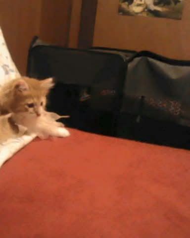 Cute cat named Lucky