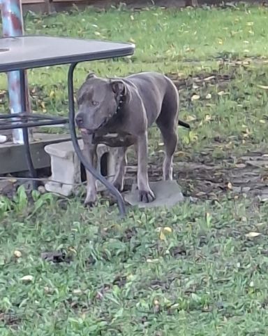 Cute pitbull named violet