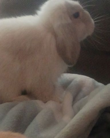 Cute Bunny named Snowball