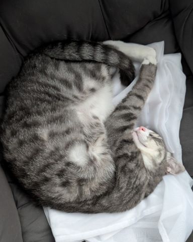 Cute Tabby named Kira