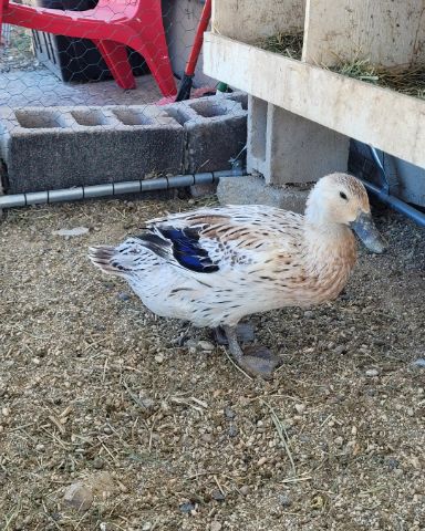Cute bird named Della