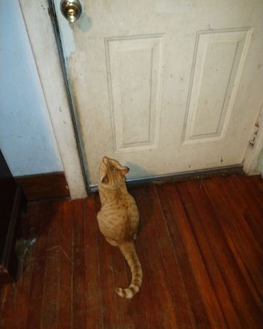 Cute tobby cat named Ginger