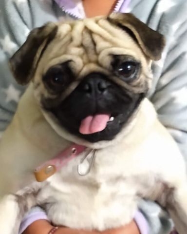 Cute pug named lucy