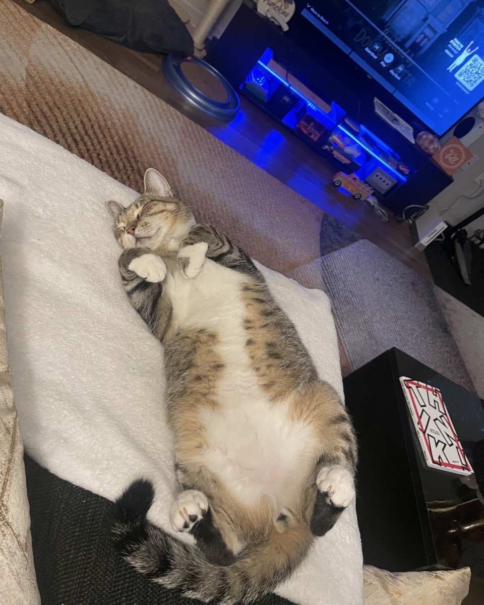 Cute cat named Jasper
