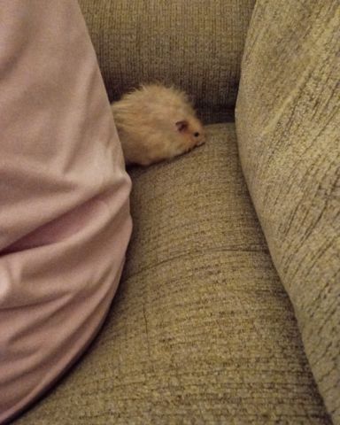 Cute golden hamster named Alex