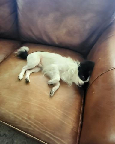 Cute Long haired Chihuahua named Danny