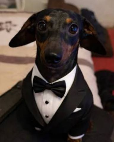 Cute dog named Mr weiner dog clips