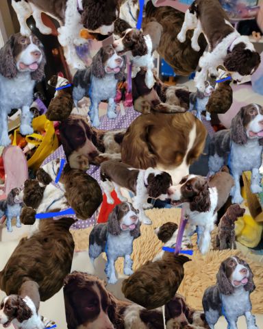Cute English Springer Spaniel named Sparky