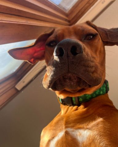 Cute RhodesIan ridgeback named Stitch
