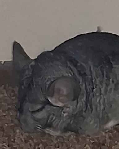 Cute Chinchilla named Chimmichanga