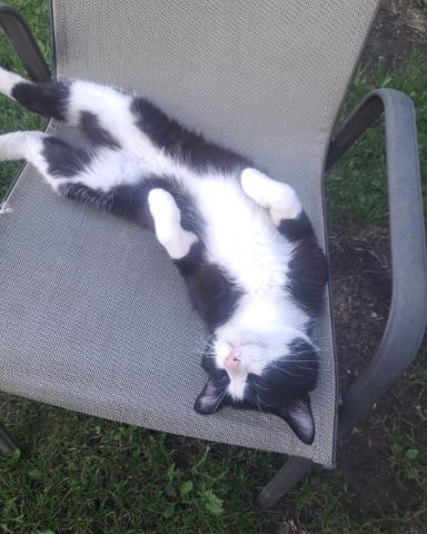 Cute cat named Bear
