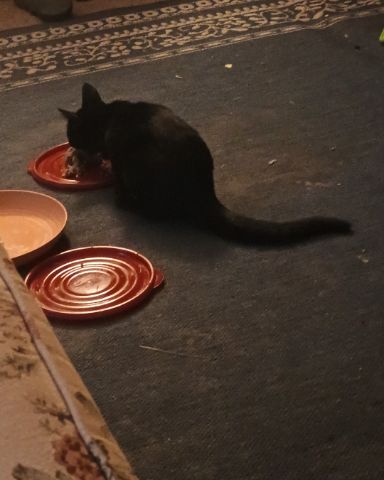 Cute black cat named Wednesday