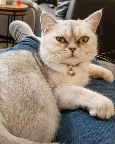 Cute British Shorthair named Chai