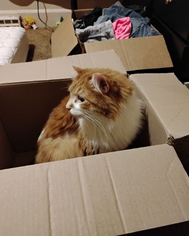 Cute cat named Lucky