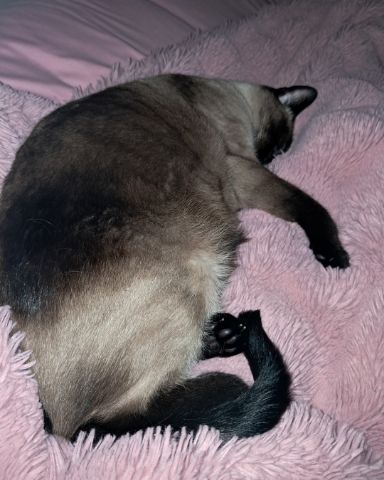 Cute Siamese named Luna🌙💫 (twin of Stella)