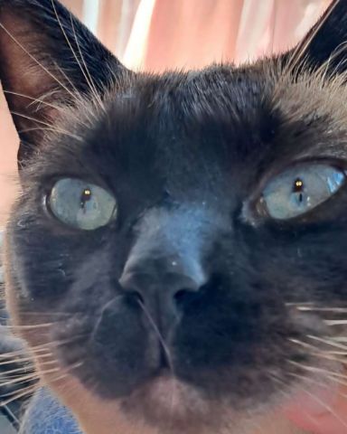 Cute Siamese named Luna🌙💫 (twin of Stella)