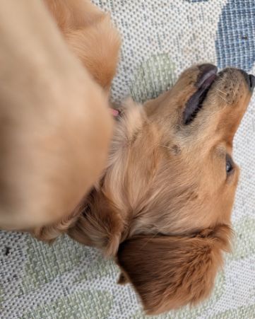 Cute Golden retriever named Ember