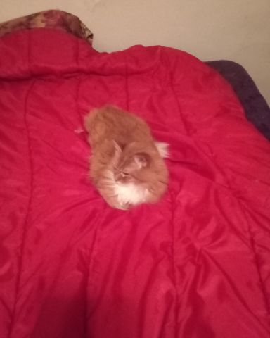 Cute cat named Baby