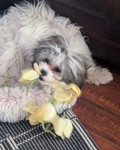 Cute dog named yogi!