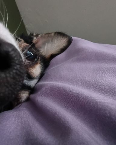 Cute Rat Terrier named Lilly