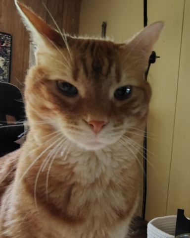 Cute Ginger named Harry