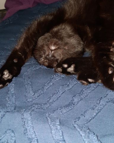 Cute cat named Binx 🖤  (Thackery Binx)