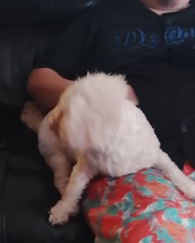 Cute dog named Daisy