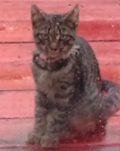 Cute domestic short hair named Oreo