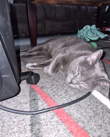 Cute cat named Marshall 🩶 Geoffrey