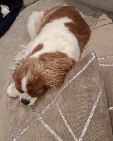 Cute Cavalier King Charles Spaniel named Arya