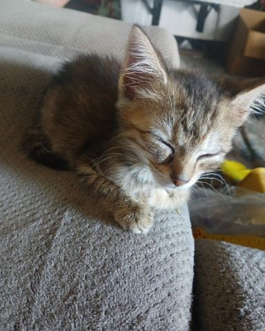 Cute tabby named willow