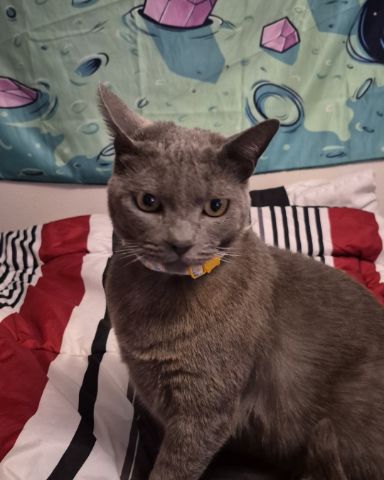 Cute blue russian named tinkerbell