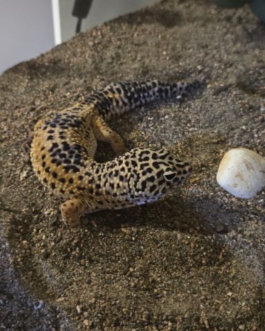 Cute reptile named 🦎Ashley🦎