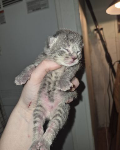 Cute Domestic Shorthair named Ashe [and her babies]