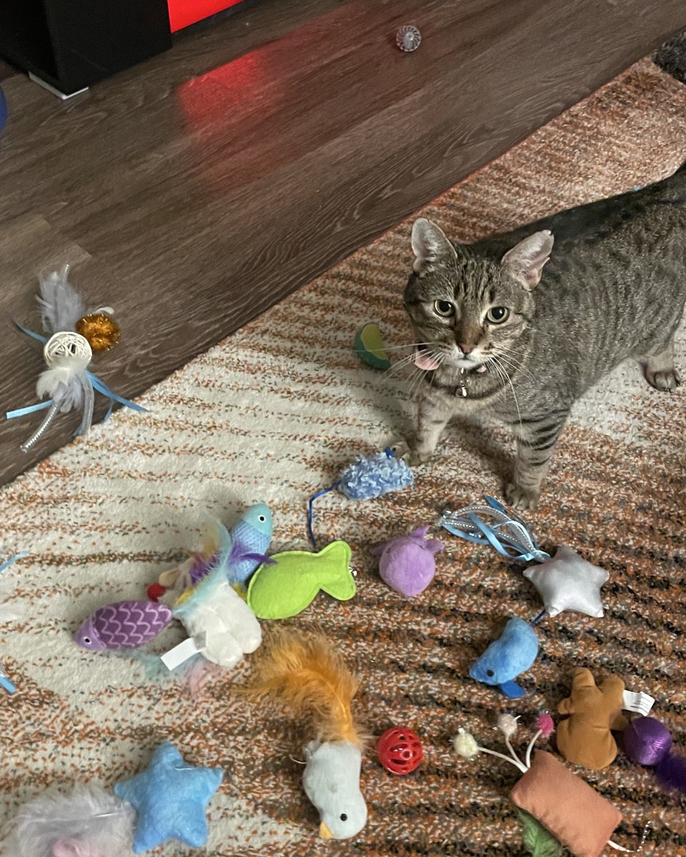 Cute cat named Luna