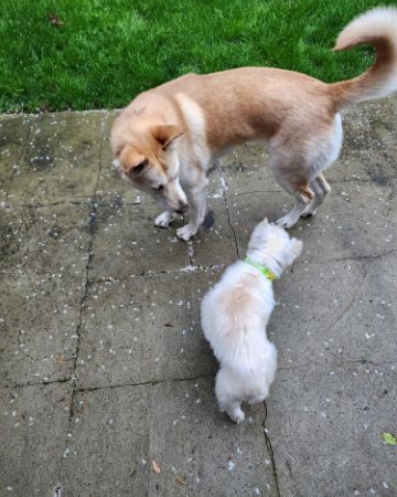 Cute Labsky named Bella