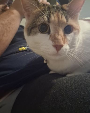 Cute Calico maincoon named Callie