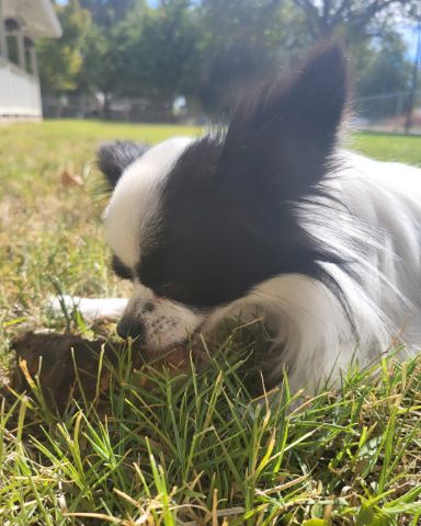 Cute Long haired Chihuahua named Danny