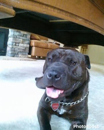 Cute shar pei  pitbull mix named Purty Panda
