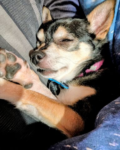 Cute Chihuahua named Kiyah