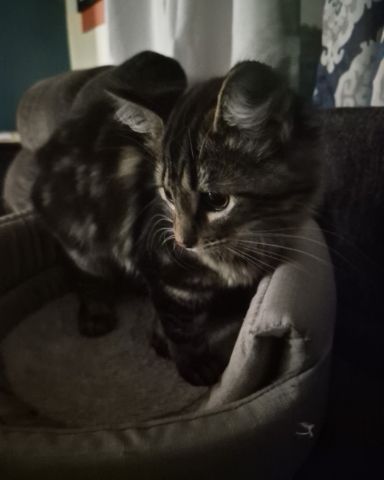 Cute Domestic longhair named Noodle