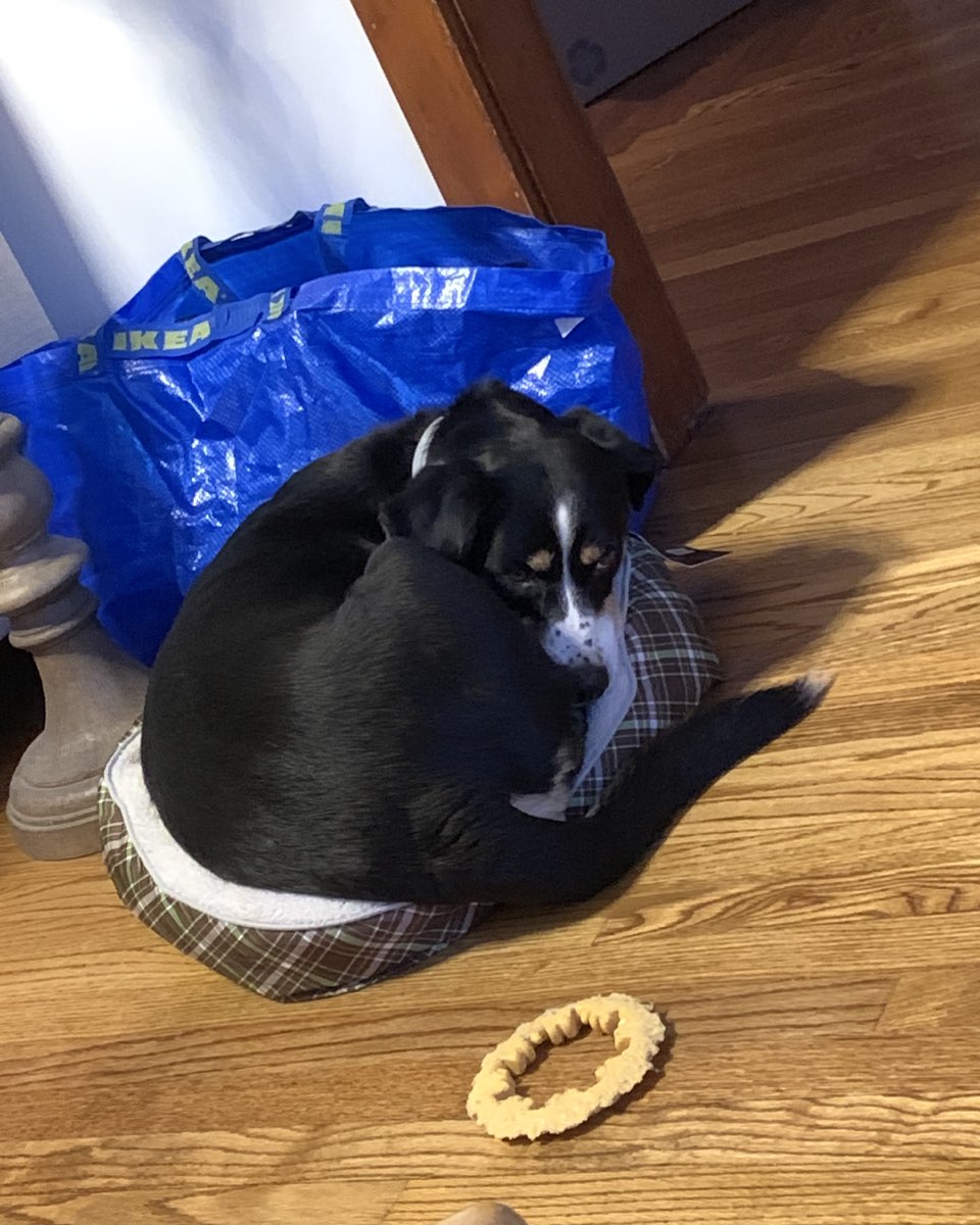 Cute Beagle Mix named Pippi