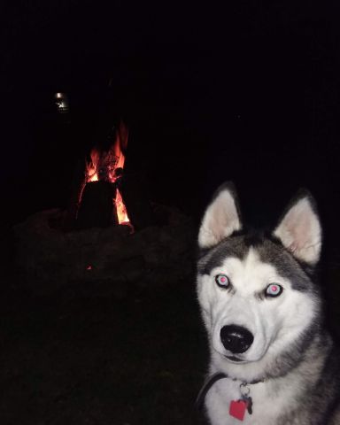 Cute Siberian Husky named Hemi