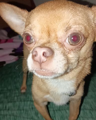 Cute chihuahua named Gizmo